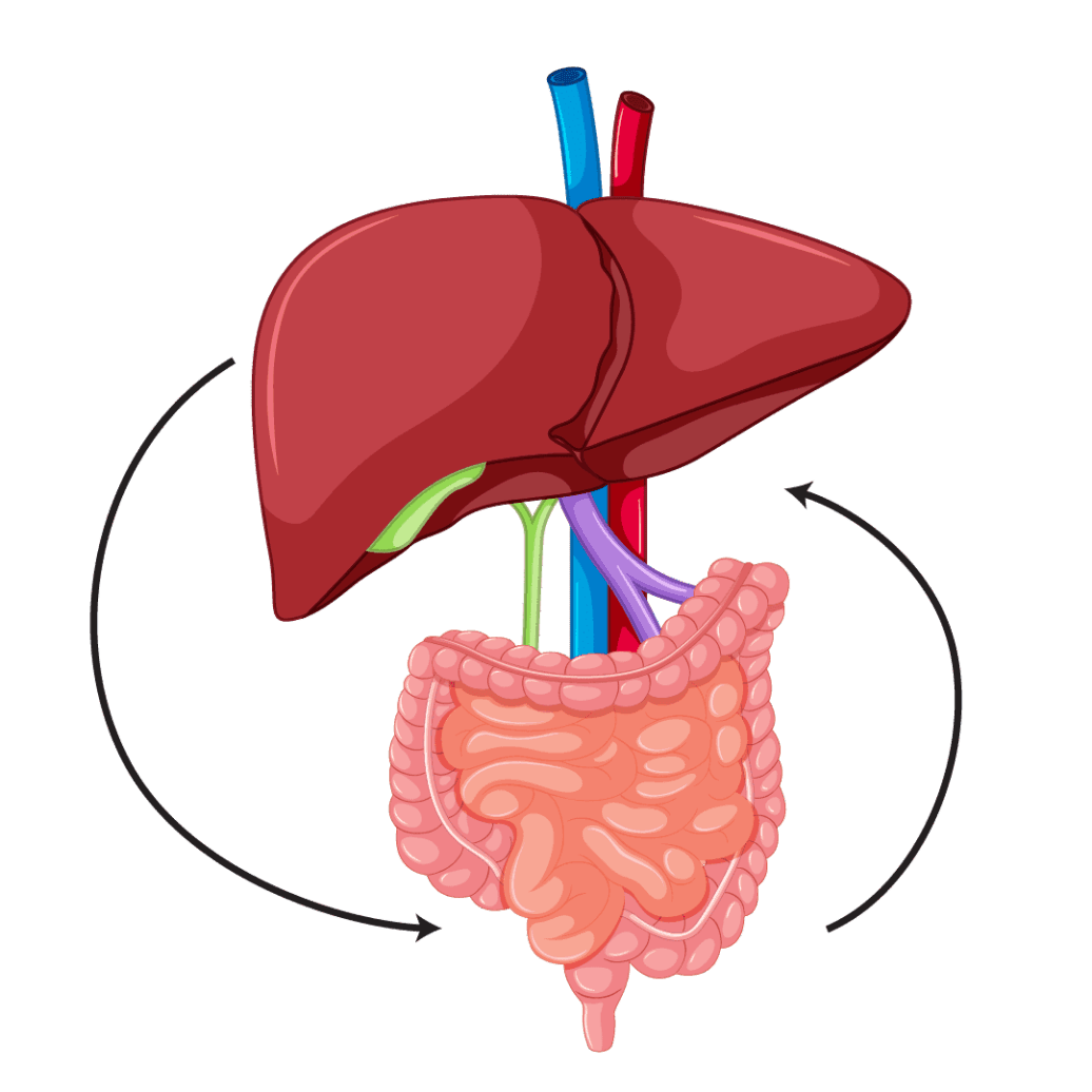 liver and gut